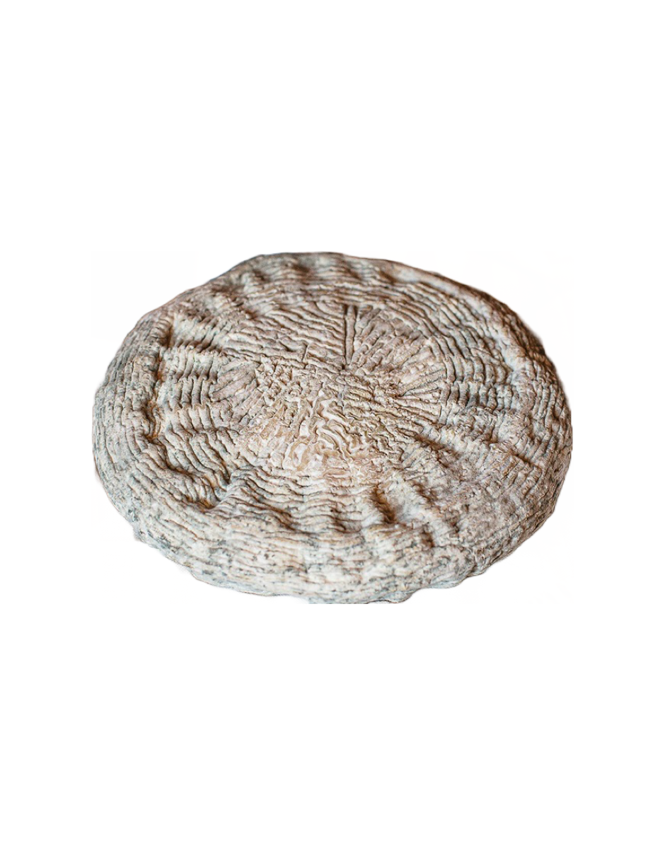 Il Gregoriano Gregorio Rotolo Bio Scanno