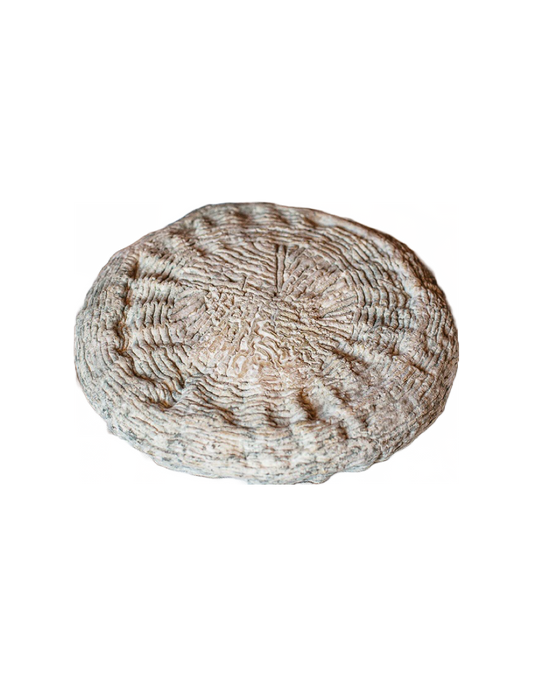 Il Gregoriano Gregorio Rotolo Bio Scanno